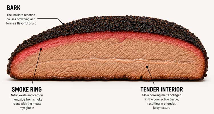 Diagram of a whole brisket showing the flat and point sections clearly labeled