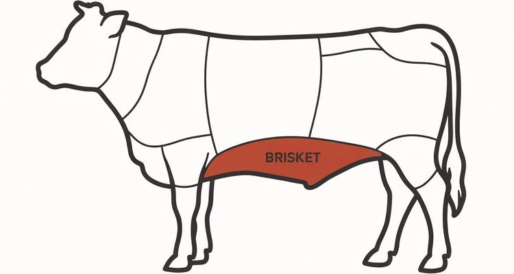Diagram of a beef cow showing the brisket primal cut location highlighted on the lower chest area between the front legs